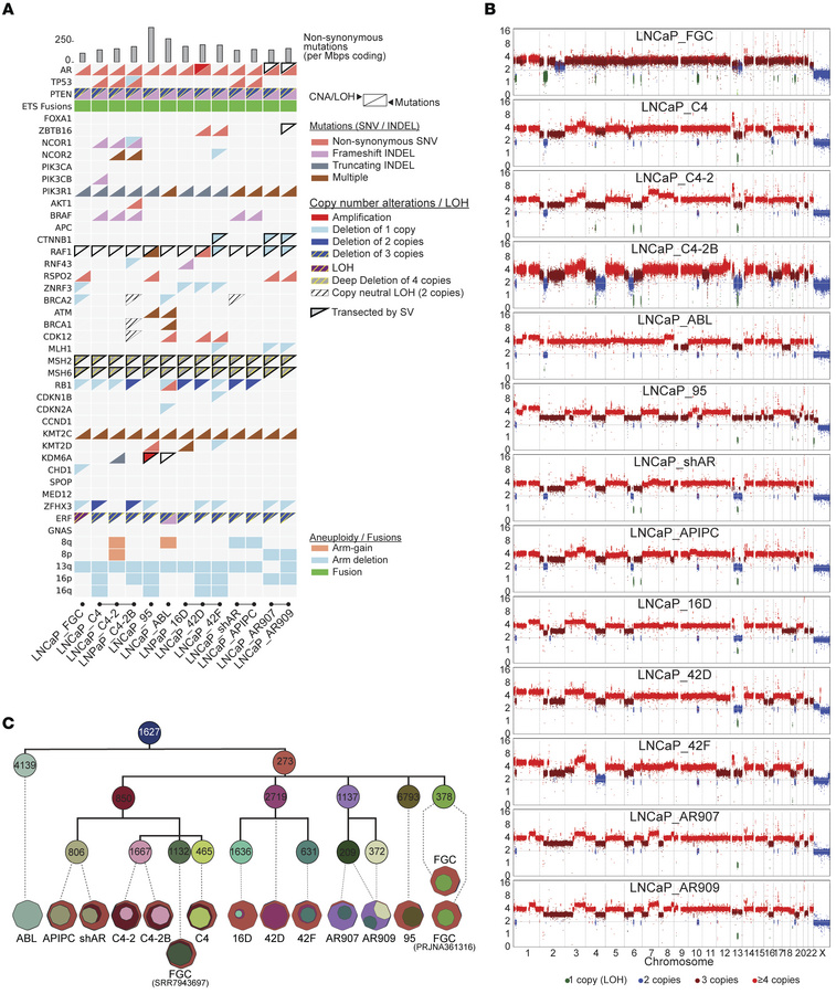 LNCaP substrains exhibit recurrent and unique genomic alterations.
(A) M...