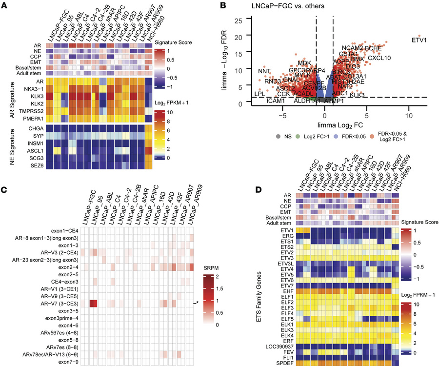 Genes differentially expressed between LNCaP substrains include AR splic...