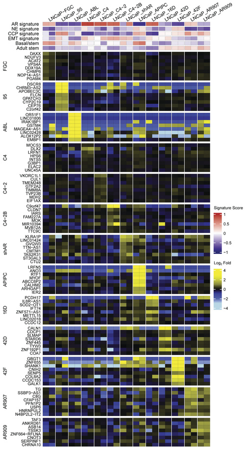 LNCaP substrains express divergent transcriptomes.
Heatmap of the top 8 ...