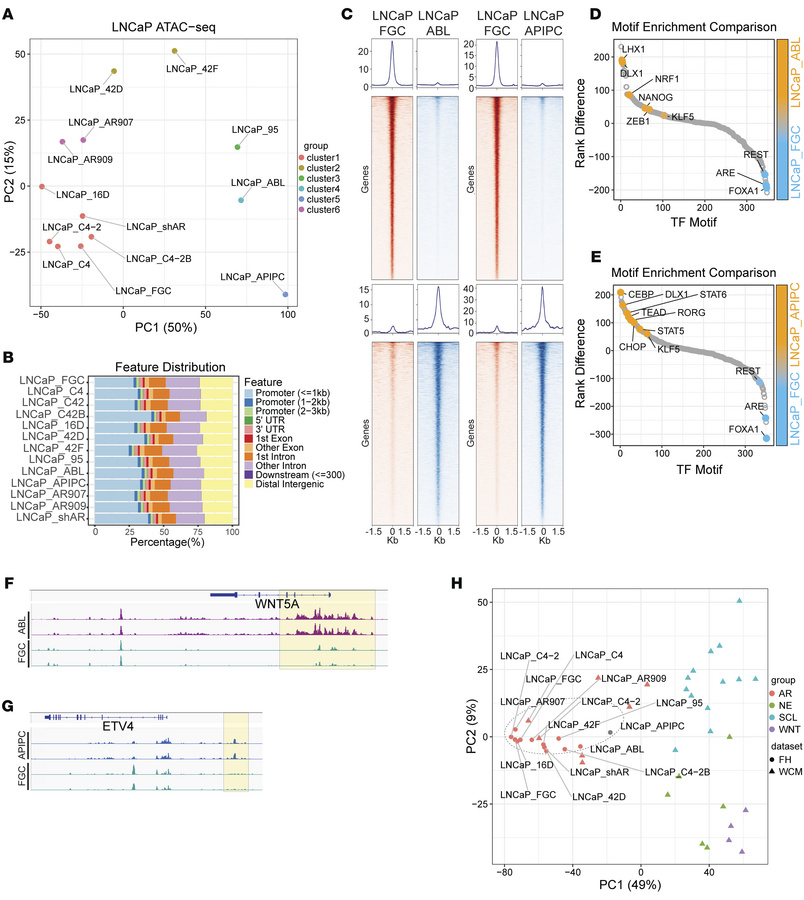 Chromatin profiles associate with LNCaP substrains that exhibit resistan...