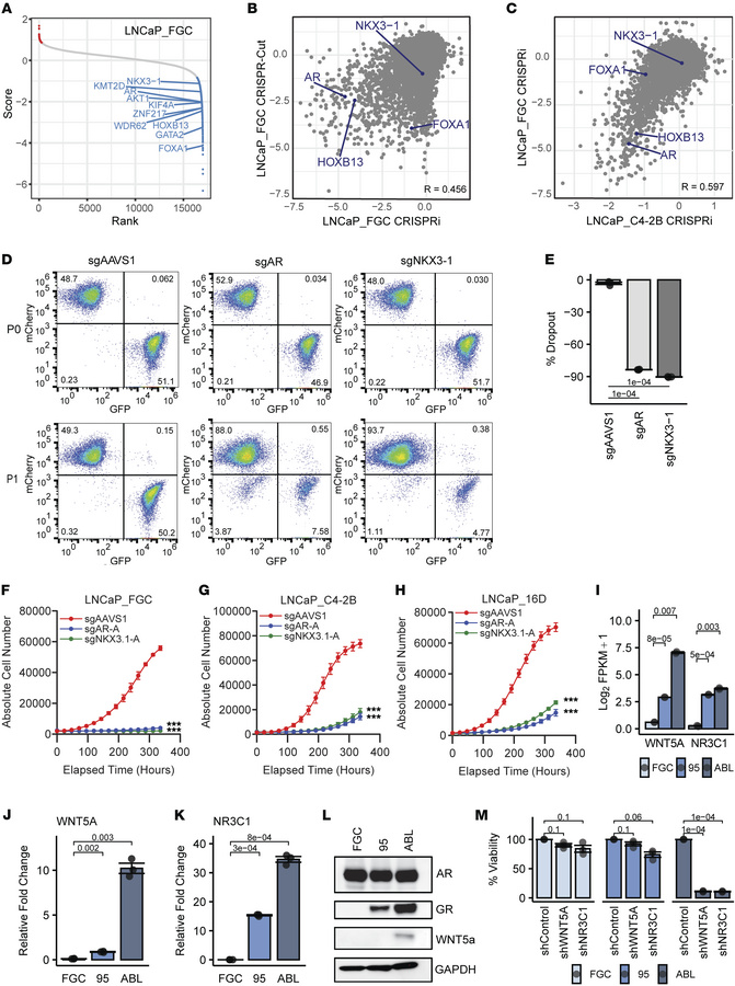 LNCaP substrains exhibit differential drivers and dependencies relevant ...