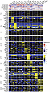 LNCaP substrains express divergent transcriptomes.