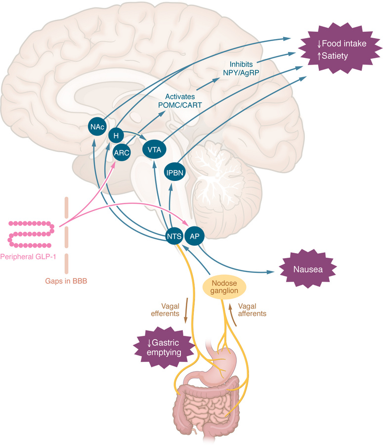 Central mechanisms by which peripheral GLP-1RAs may reduce appetite or i...