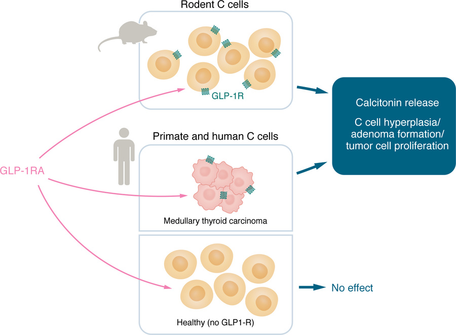 GLP-1Rs and thyroid C cells.
GLP-1Rs are typically expressed in rodent C...