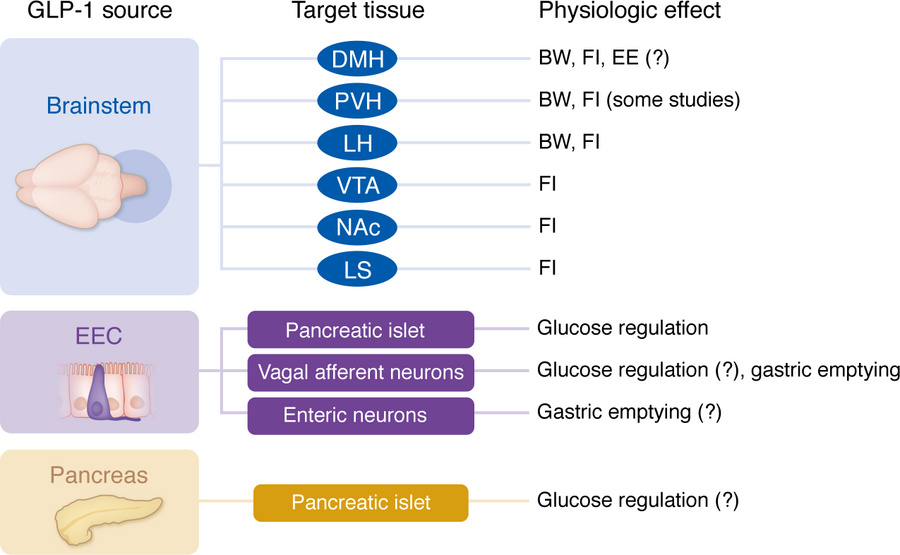 Overview of the physiologic sources, targets, and proposed function of G...