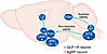 Proposed sites of GLP-1RA action in the brain.