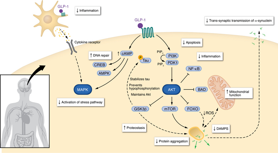 Central mechanisms of GLP-1RAs.
GLP-1RAs engage PI3K/AKT and cAMP/PKA pa...