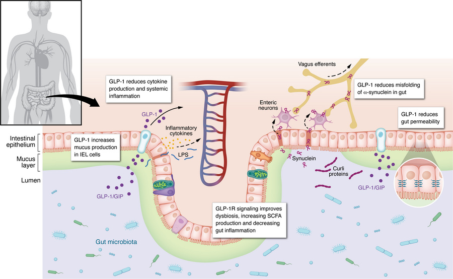 Modulation of the gut-immune-brain axis by GLP-1RAs.
GLP-1Rs are express...
