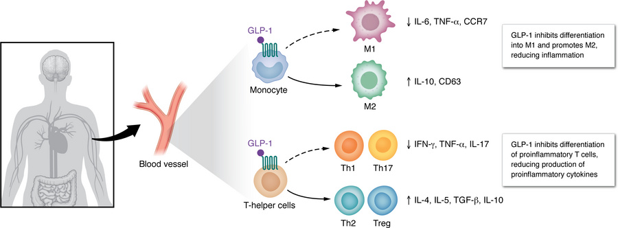 Systemic antiinflammatory effects of GLP-1RAs.
GLP-1RAs can act directly...