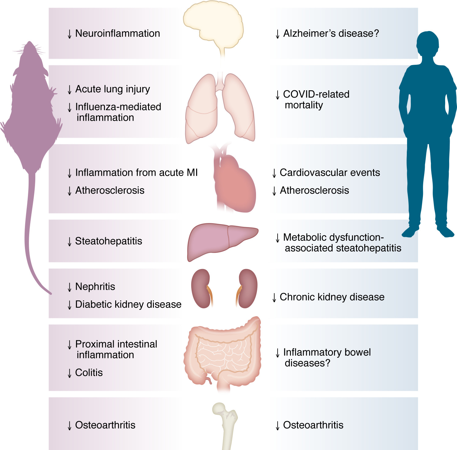Antiinflammatory actions of glucagon-like peptide-1 based therapies beyond metabolic benefits