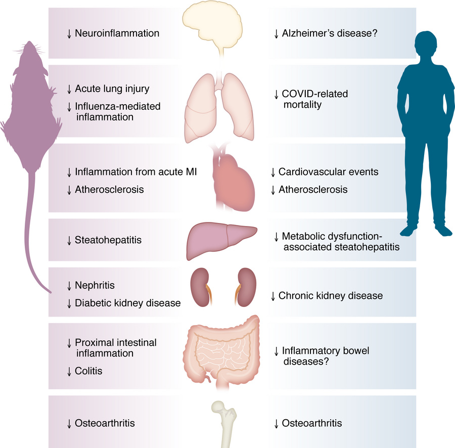 Antiinflammatory actions of GLP-1 medicines across organs.
GLP-1R agonis...