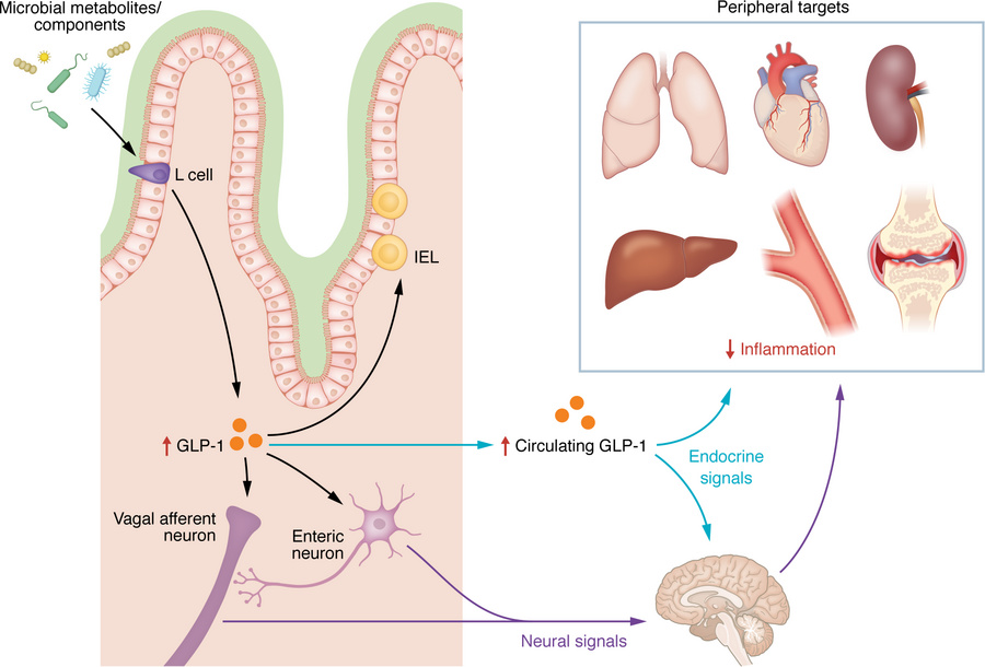glp-1 for inflammation JCI