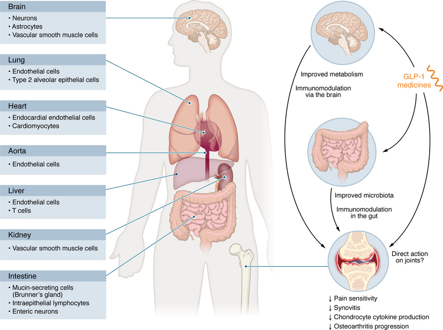 Potential cellular targets mediating the antiinflammatory effects of GLP...
