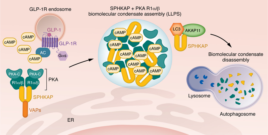 Proposed mechanism of GLP-1R–mediated assembly and disassembly of SPHKAP...