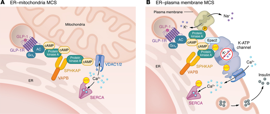 Schematic of the molecular core composition of two predicted GLP-1R sign...