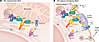 Schematic of the molecular core composition of two predicted GLP-1R signalo