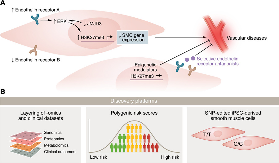 The single nucleotide variant in JMJD3 links SMC pathobiology to vascula...
