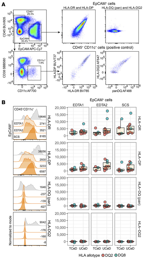 Expression of MHC II molecules on gut epithelial cells in CeD.
(A) Flow ...