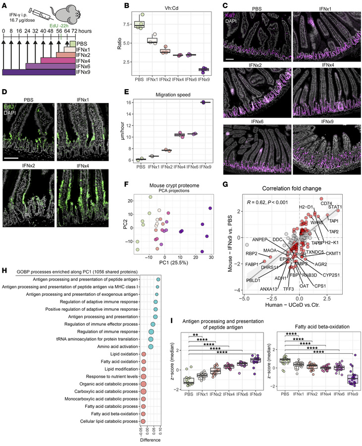Small intestinal tissue remodeling induced by IFN-γ in mice.
(A) Scheme ...