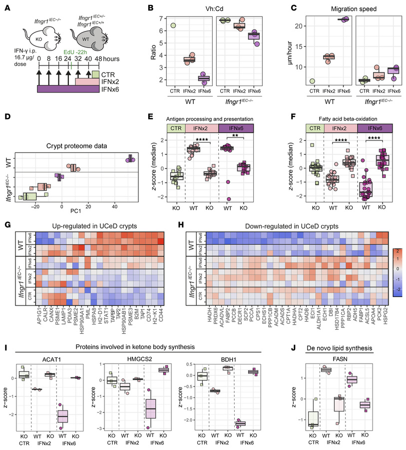 Small intestinal tissue remodeling induced by IFN-γ in mice with targete...