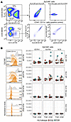 Expression of MHC II molecules on gut epithelial cells in CeD.