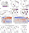 Small intestinal tissue remodeling induced by IFN-γ in mice with targeted d