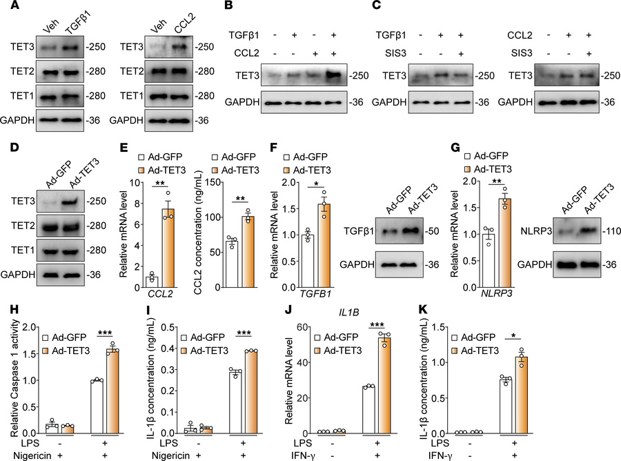 Toe-Macs induced by DME factors exhibit elevated NLRP3 activity.
(A) MDM...