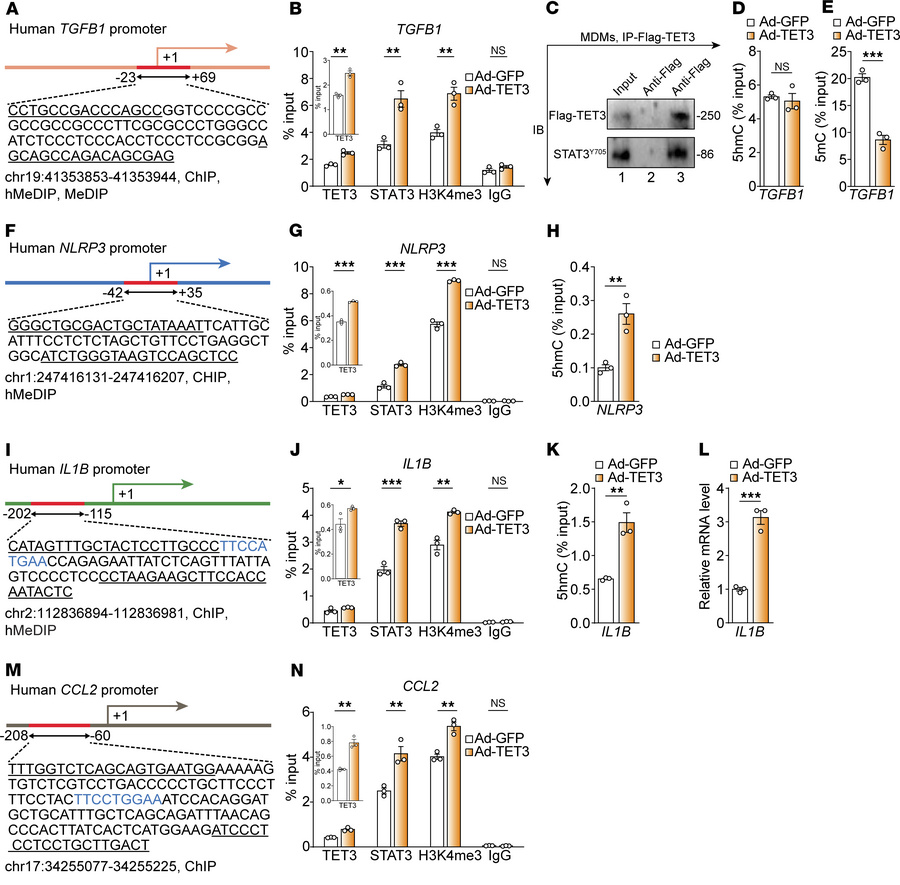TET3 epigenetically regulates TGFB1, NLRP3, IL1B, and CCL2 expression th...