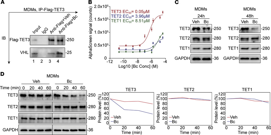 Bc destabilizes TET3 protein through enhancing a ternary complex formati...