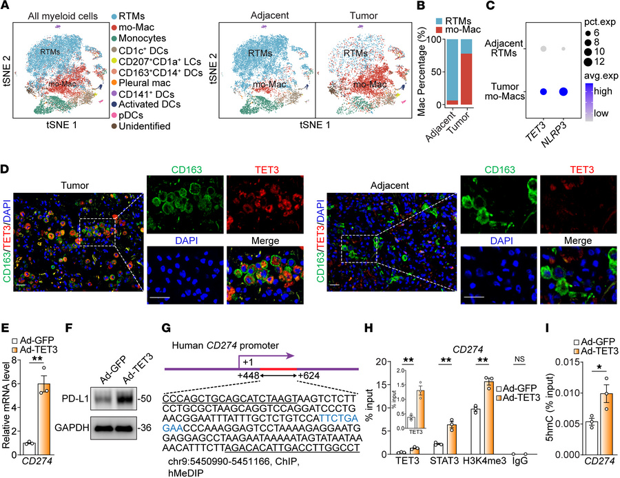 Toe-Macs present in human NSCLC epigenetically promote PD-L1 expression....