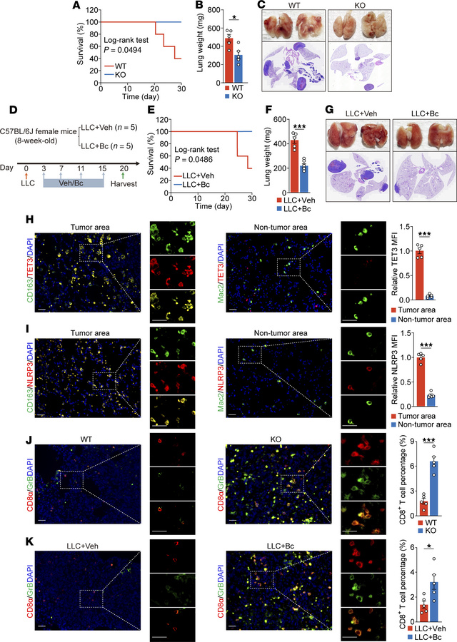 Toe-Macs contribute to an immunosuppressive TME in NSCLC.
(A) Survival r...