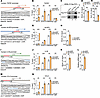 TET3 epigenetically regulates TGFB1, NLRP3, IL1B, and CCL2 expression throu