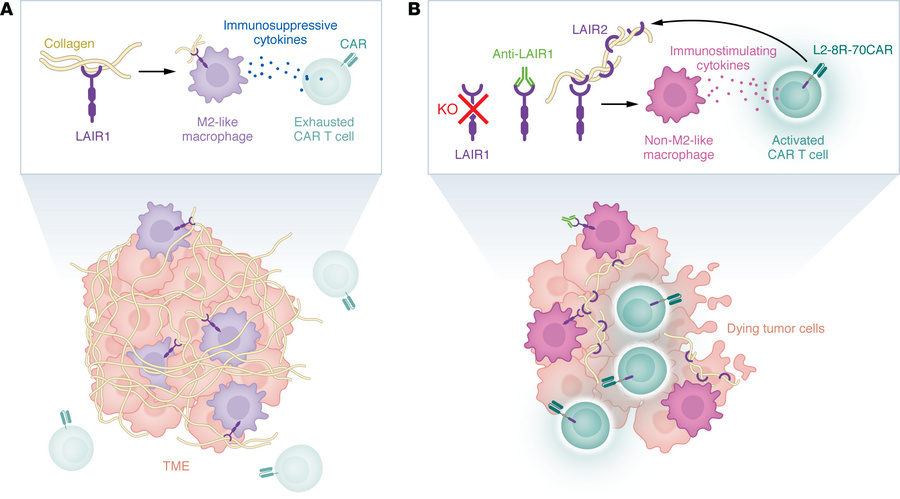 LAIR1-mediated suppression of the tumor immune response can be targeted ...