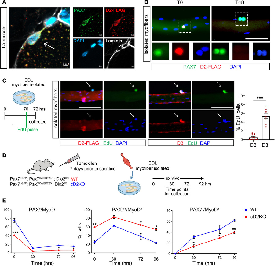 D2 is highly expressed in qMuSCs, and its deletion favors cell activatio...