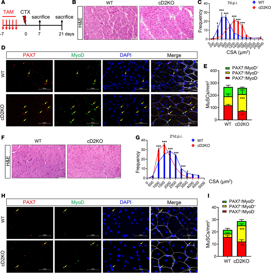 Absence of D2 leads to faster proliferation of MuSCs and transiently acc...
