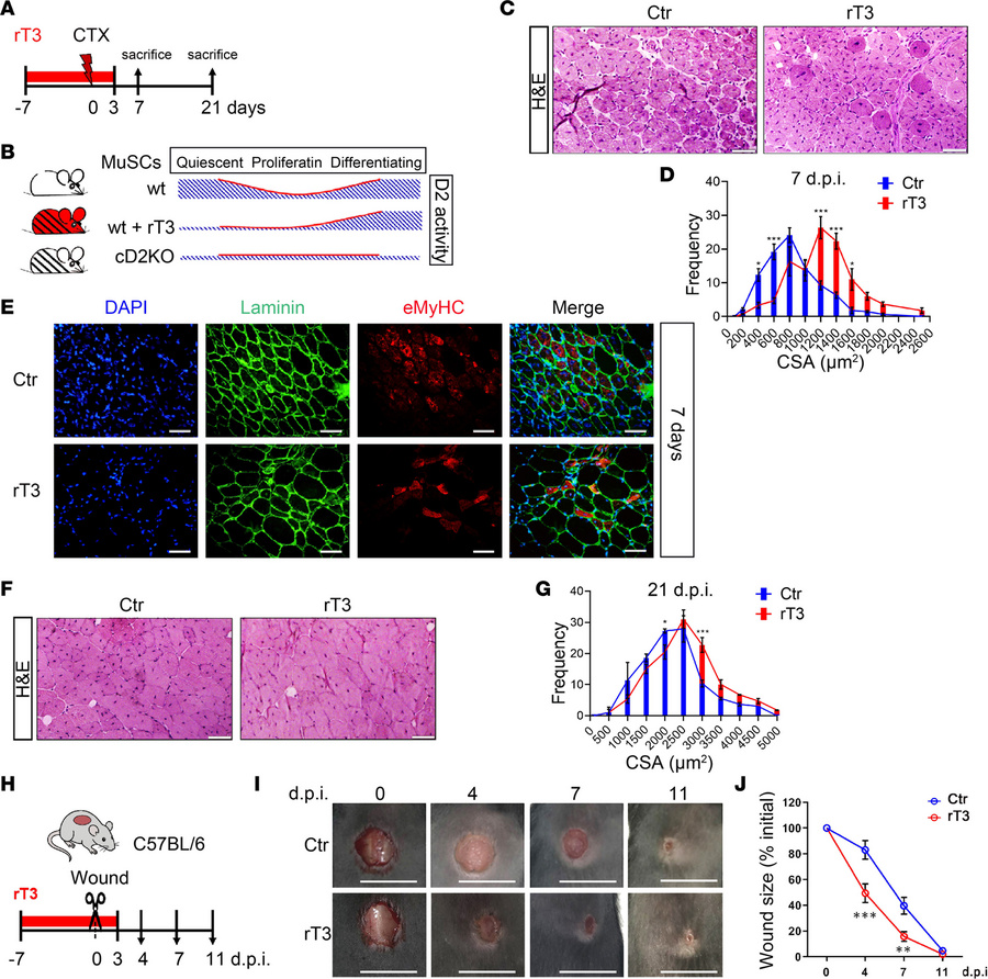 Pharmacological D2 blockade as an agent to enhance repair of muscle and ...