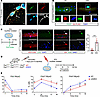 D2 is highly expressed in qMuSCs, and its deletion favors cell activation.