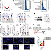 D2 action sustains the Notch signaling pathway.