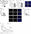 ERG overexpression does not alter DSB repair or predict RT outcome in prost
