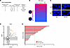 ERG as a predictive marker for the response to PARPi as a radiosensitizing