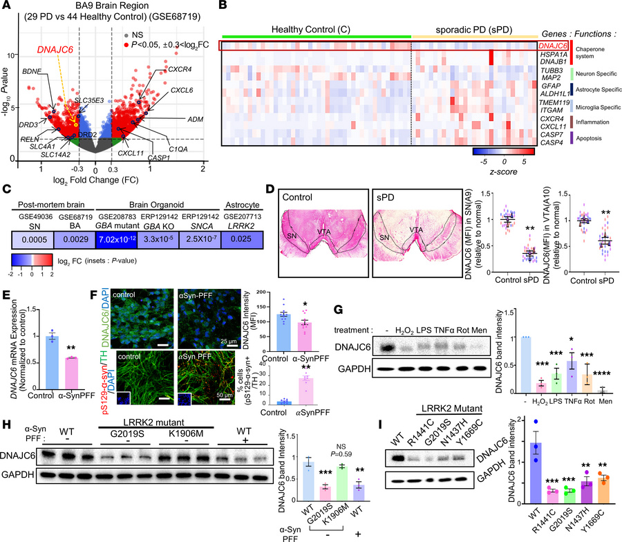 Downregulation of DNAJC6 expression in sporadic PD contexts.
(A) Scatter...