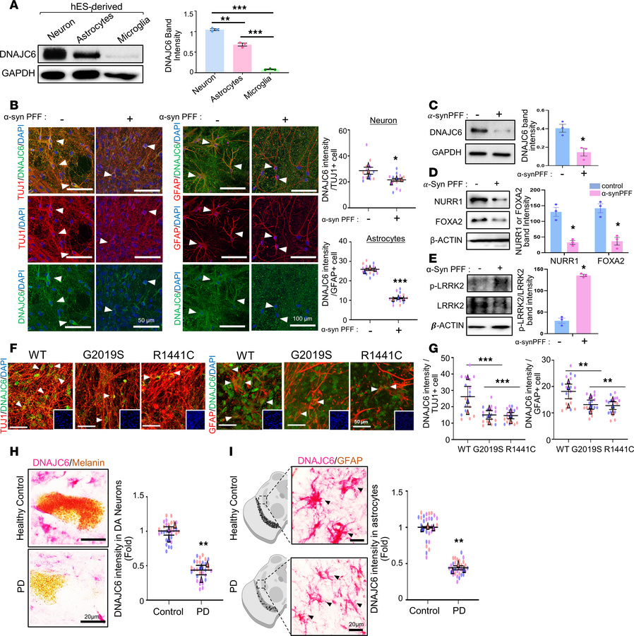Decline of DNAJC6 levels in astrocytes within the context of PD.
(A) WB ...
