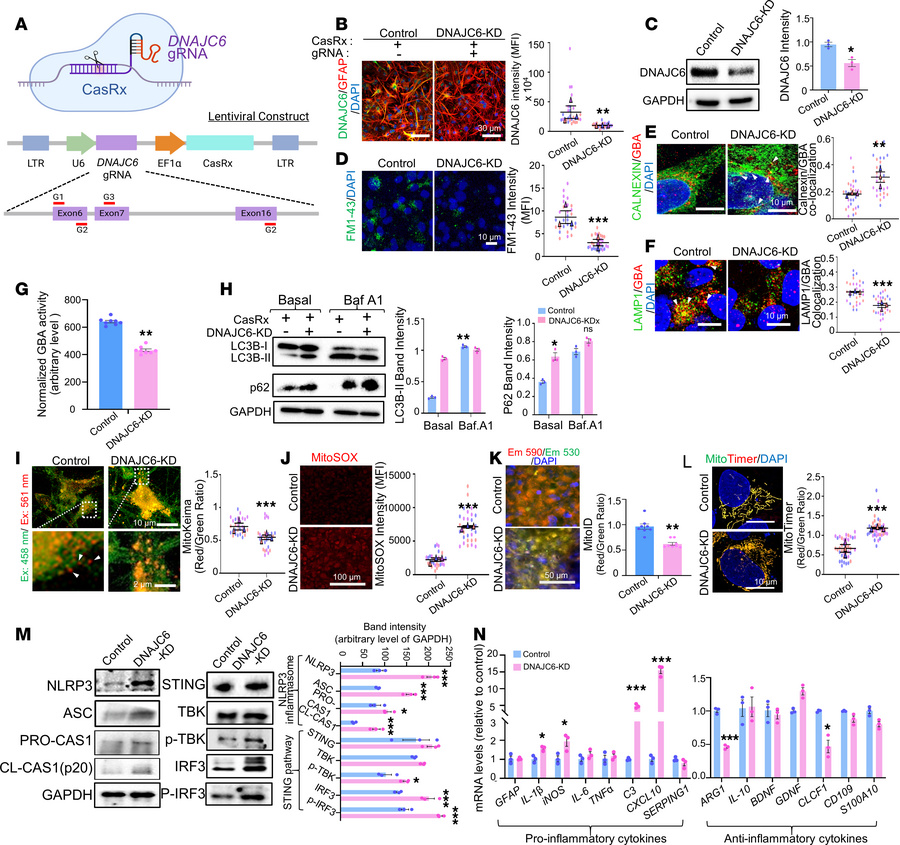 DNAJC6 KD in astrocytes promotes a proinflammatory phenotype through dis...
