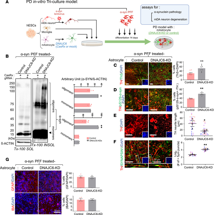 DNAJC6 KD in astrocytes exacerbates α-syn pathology in the PD triculture...