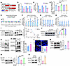 Mechanisms underlying the loss of DNAJC6 in PD environments: impaired Nurr1