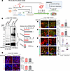 DNAJC6 KD in astrocytes exacerbates α-syn pathology in the PD triculture mo