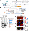 Astrocytic CRISPRa-DNAJC6 expression ameliorates α-syn-PD pathologies in an