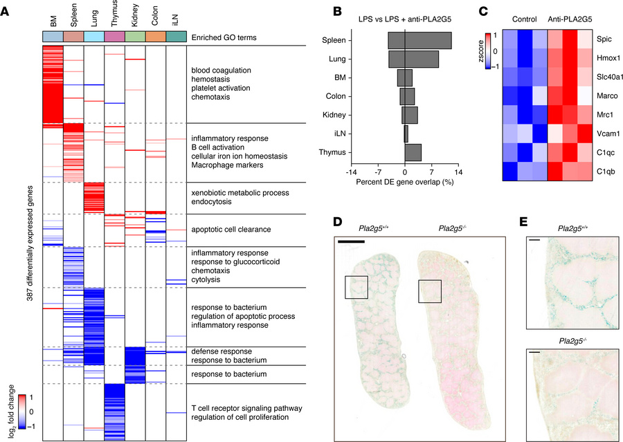 PLA2G5 antibody treatment increases splenic red pulp macrophages and iro...