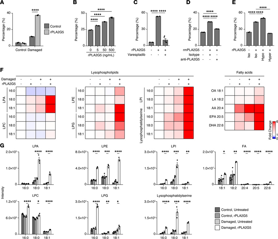 PLA2G5 lyses erythrocyte membrane phospholipids in vitro, leading to hem...