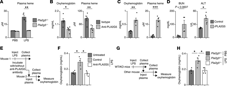 PLA2G5 acts as a hemolytic factor during systemic inflammation by mediat...